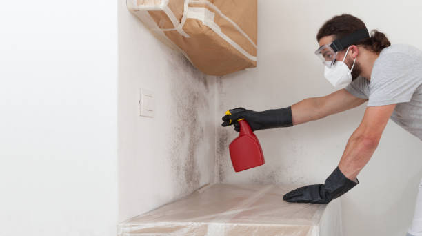 Professional Basement Mold Remediation technician working in Maugansville, MD