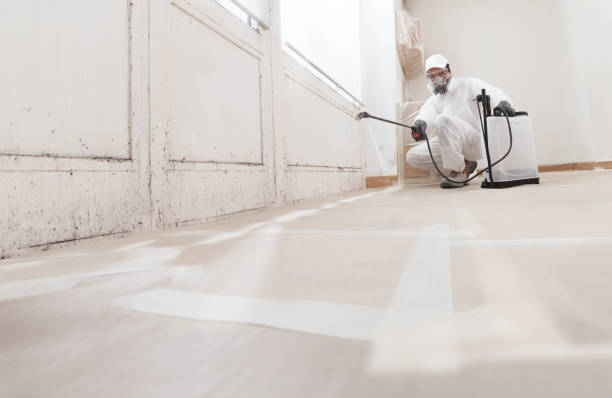 24/7 Emergency Basement Mold Remediation experts in Maugansville, MD