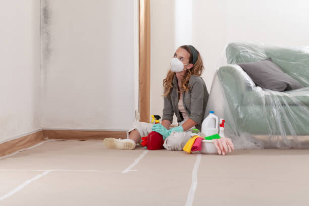 Reliable Basement Mold Remediation contractor in Maugansville, MD by 24 Hour Mold Removal