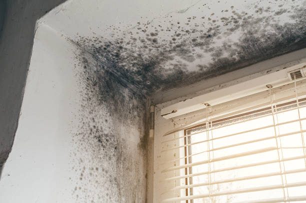 Affordable Basement Mold Remediation solutions in Maugansville, MD