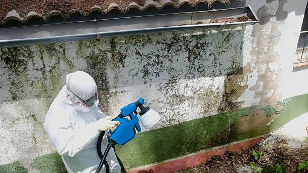 Top rated local Basement Mold Remediation specialists in Maugansville, MD